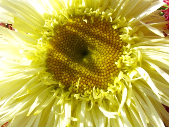 close up of fancy daisy